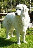 A white Pyrenean mountain dog