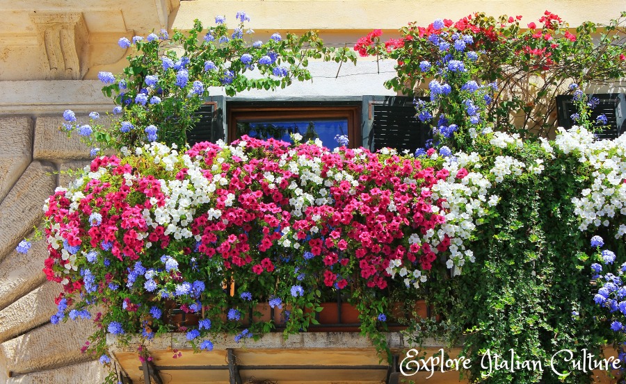 A riot of colourful flowers in Rome