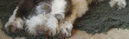 Spinone Italiano dog