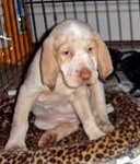 Spinone Italiano pup