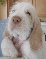 Spinone puppies