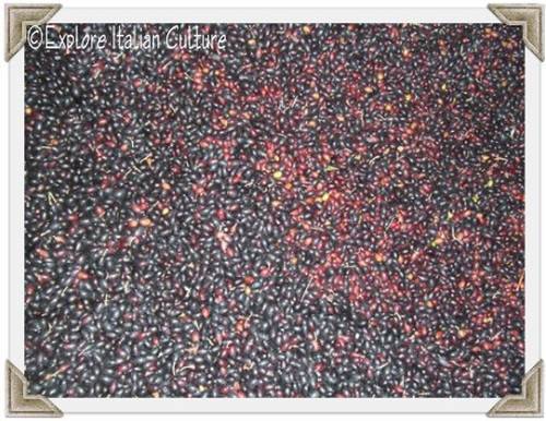 A pile of freshly picked olives in our garage