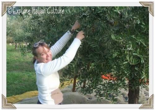 Cath picking olives in Italy