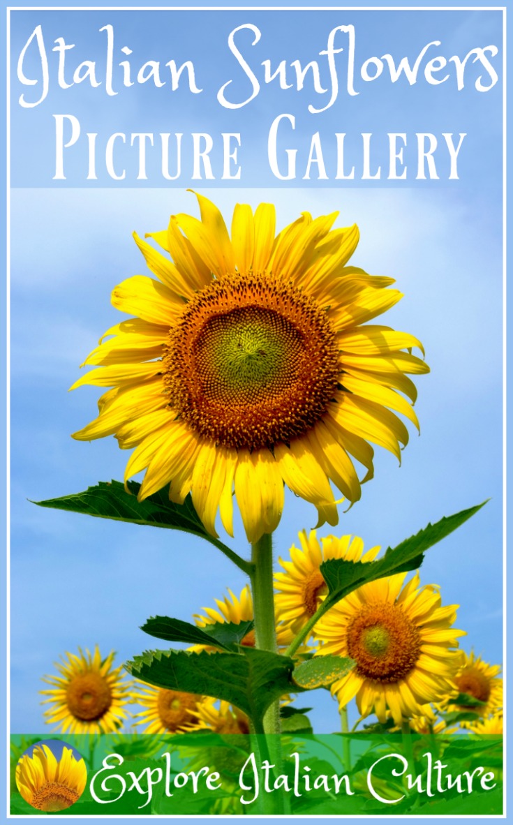 Sunflower pictures.