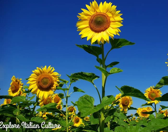 Sunflowers against blue sky.