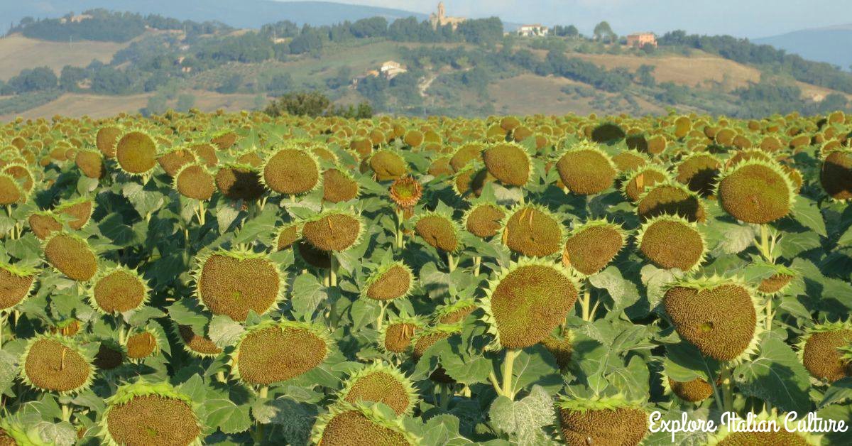 A Sunflower field with the sunflowers going brown.