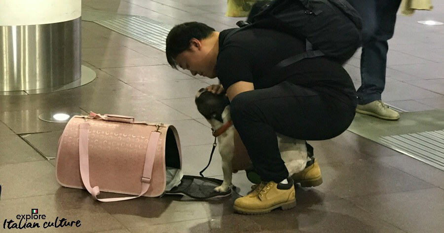 At Milan station - a dog unwilling to go into her carrier.