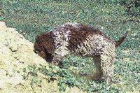 Truffle hunting dog