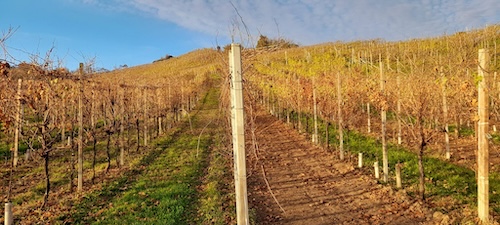 Valdobbiadene vinyards