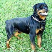 Rottweiler breed