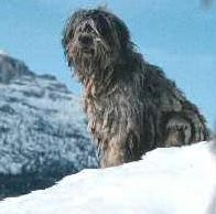 Bergamasco