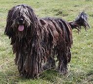 Bergamasco dog