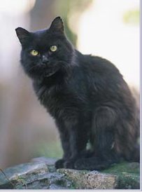 Black cat