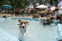 Dog swimming pool