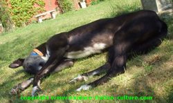 Greyhound dog breed