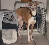 Italian greyhound breed