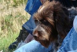 Italian Spinone dog