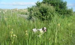 Italian hunting dog