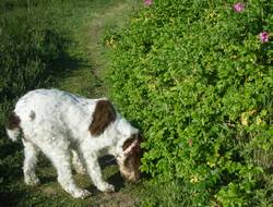 Italian dog breed