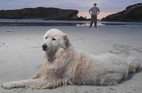 Italian sheep dog in Australia