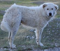 Maremma dog