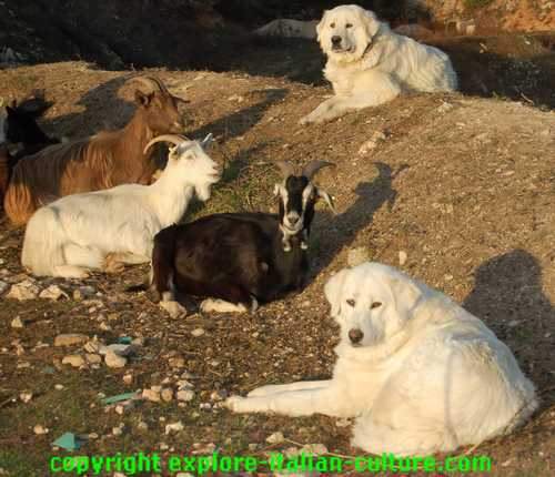 Maremma dog