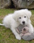 Maremma dog pup