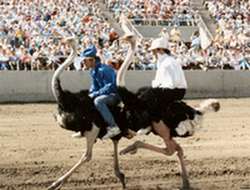 Ostrich race in Arizona