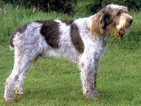 Italian Spinone dog