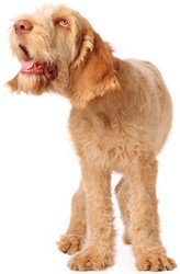 Spinone rescue dog Spinone rescue dog