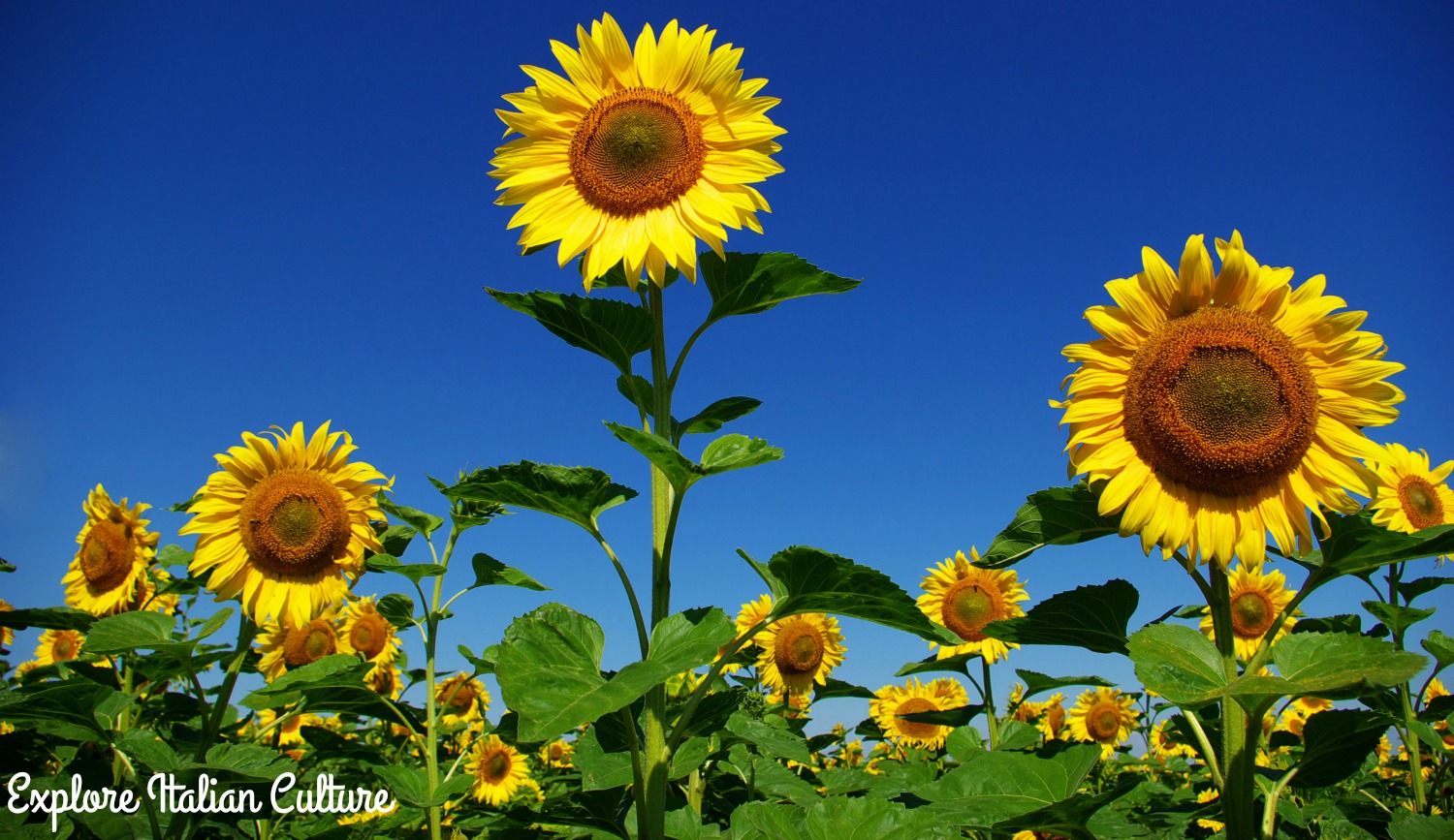 Sunflower pics field